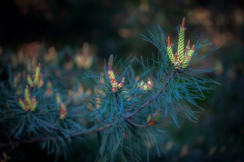 Фотографія Разное / Олександр Семен / photographers.ua
