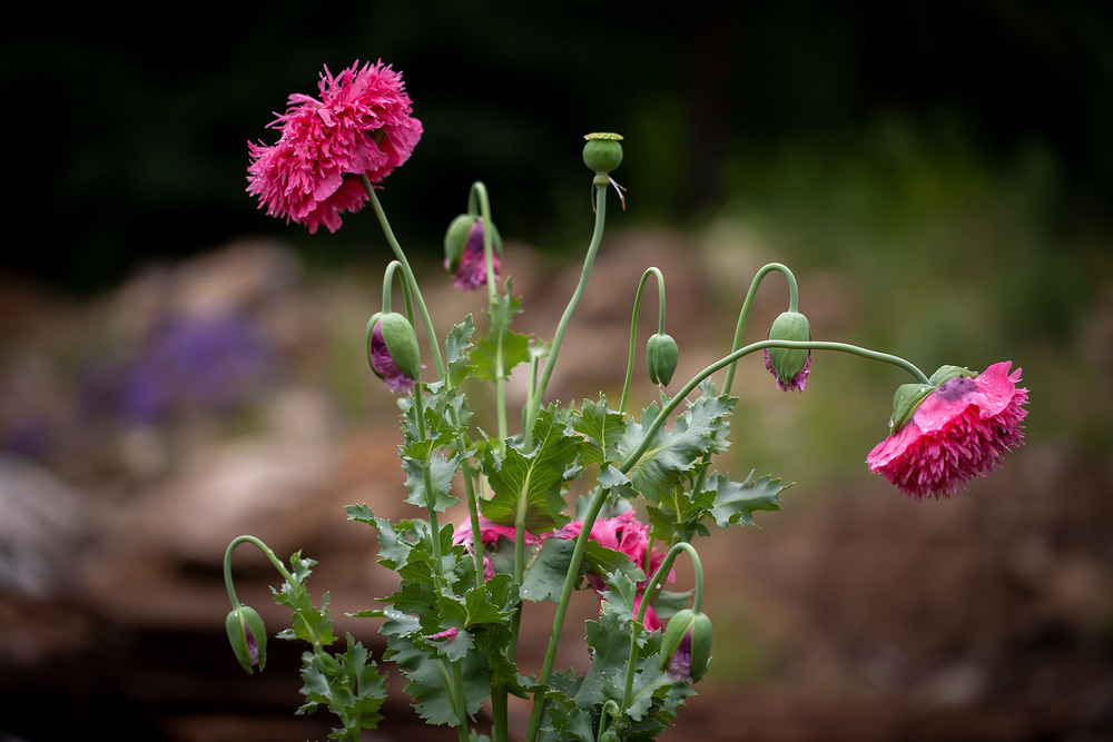 Фотографія Разное / Олександр Семен / photographers.ua