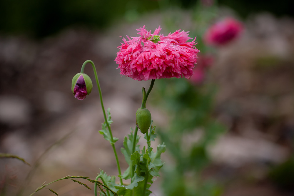 Фотографія Разное / Олександр Семен / photographers.ua