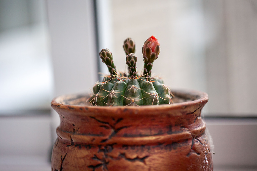 Фотографія Разное / Олександр Семен / photographers.ua