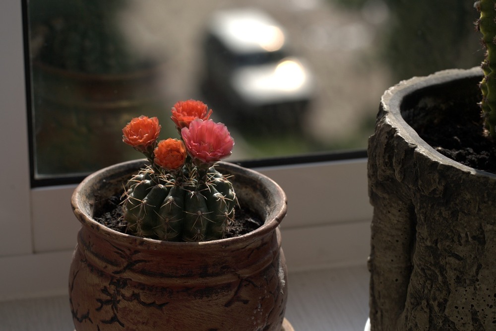 Фотографія Разное / Олександр Семен / photographers.ua