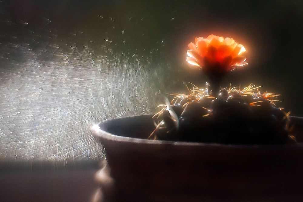 Фотографія Разное / Олександр Семен / photographers.ua