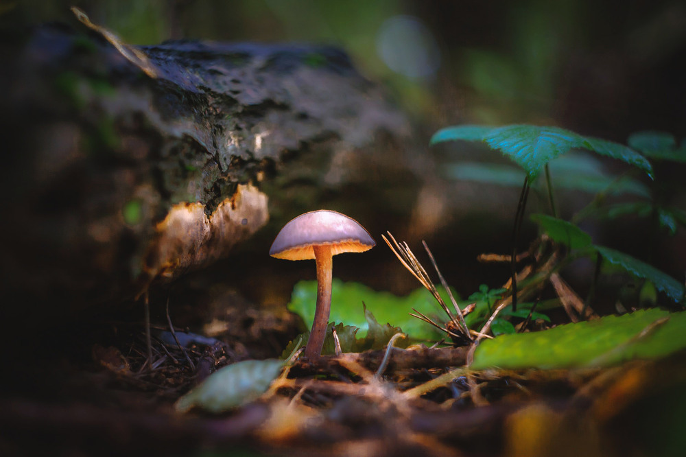 Фотографія Разное / Олександр Семен / photographers.ua