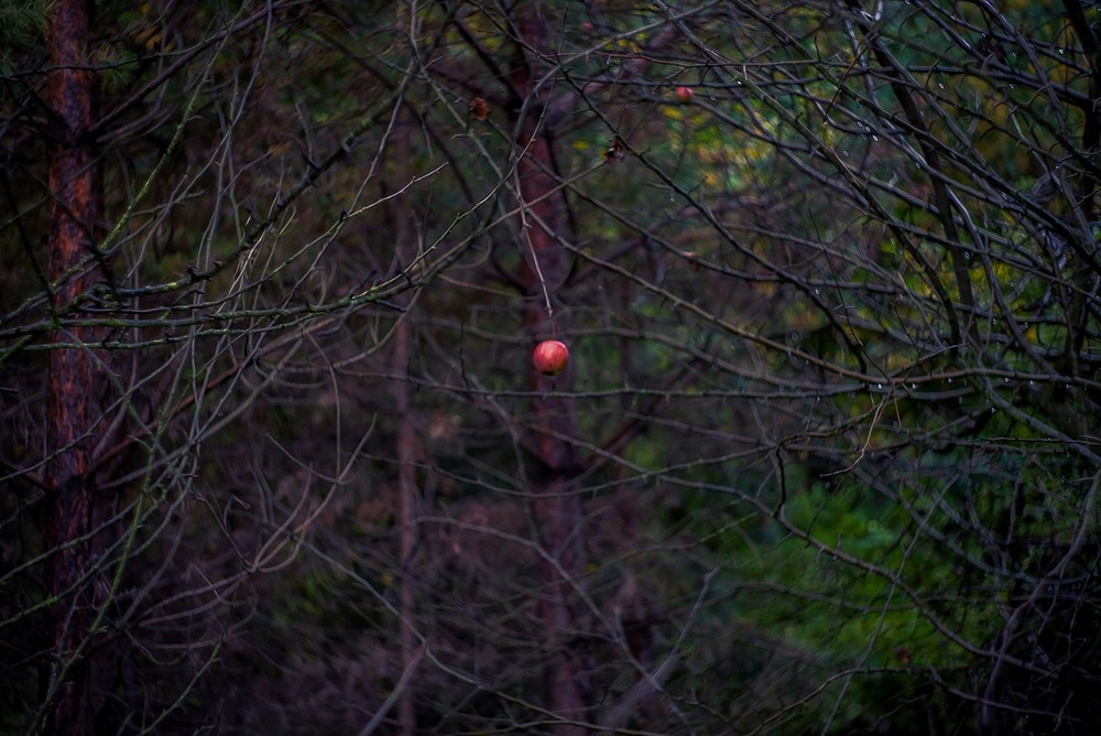 Фотографія Разное / Олександр Семен / photographers.ua