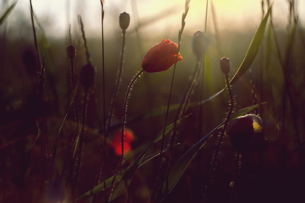 Фотографія Разное / Олександр Семен / photographers.ua