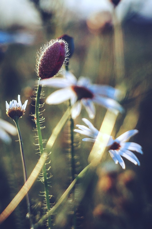 Фотографія Разное / Олександр Семен / photographers.ua