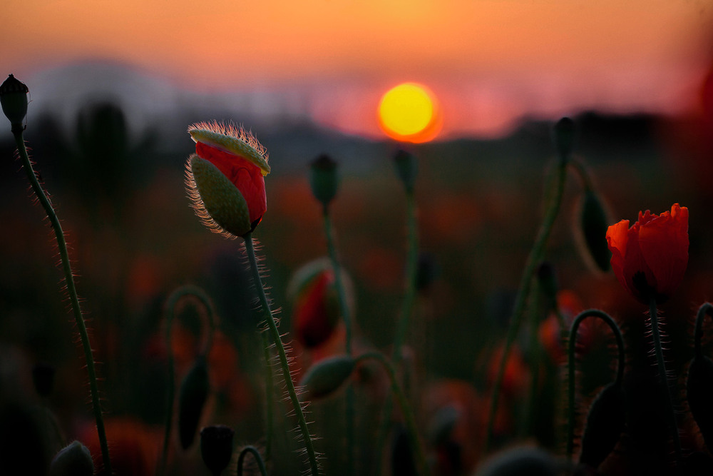 Фотографія Разное / Олександр Семен / photographers.ua