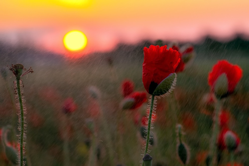 Фотографія Разное / Олександр Семен / photographers.ua