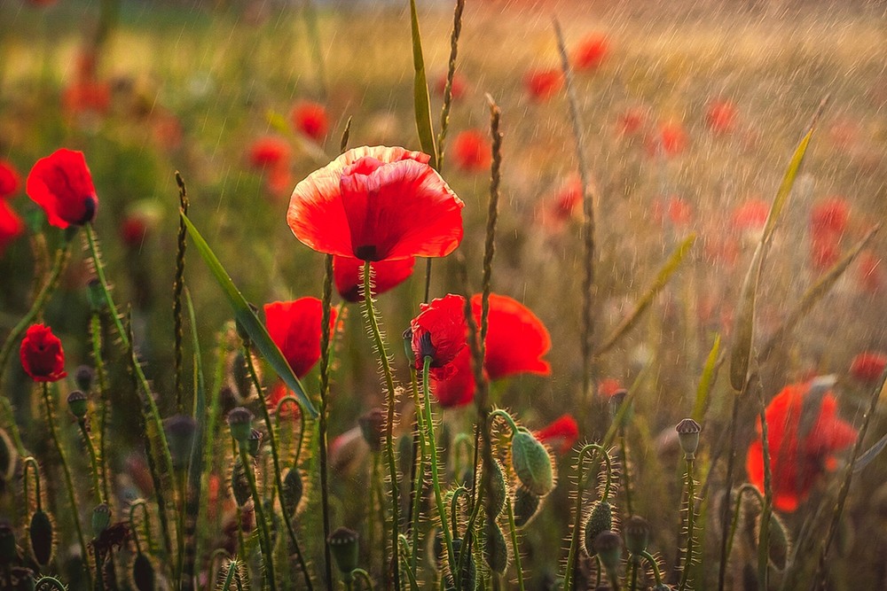 Фотографія Разное / Олександр Семен / photographers.ua