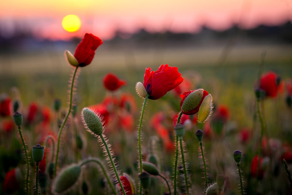Фотографія Разное / Олександр Семен / photographers.ua