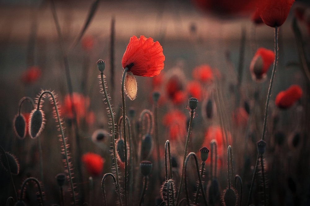 Фотографія Разное / Олександр Семен / photographers.ua