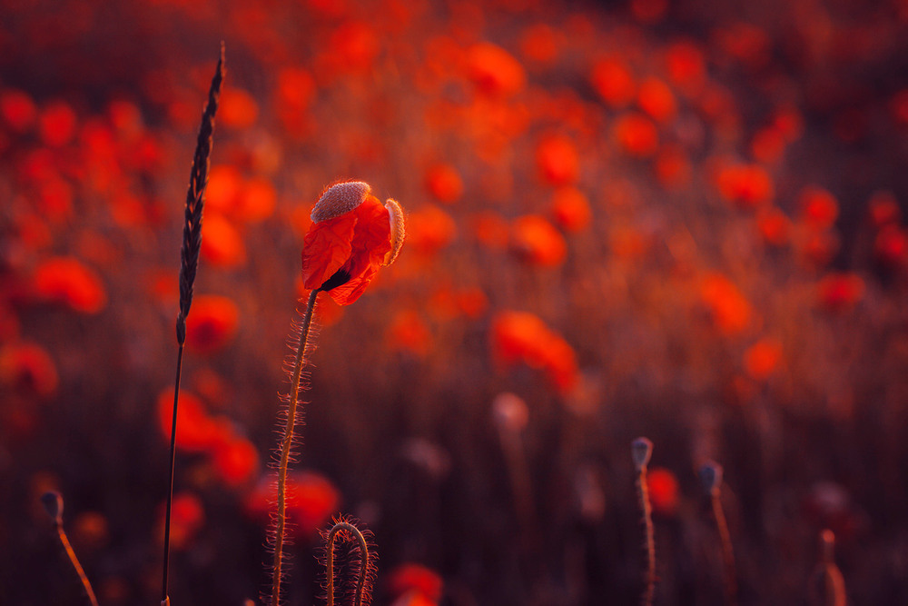 Фотографія Разное / Олександр Семен / photographers.ua