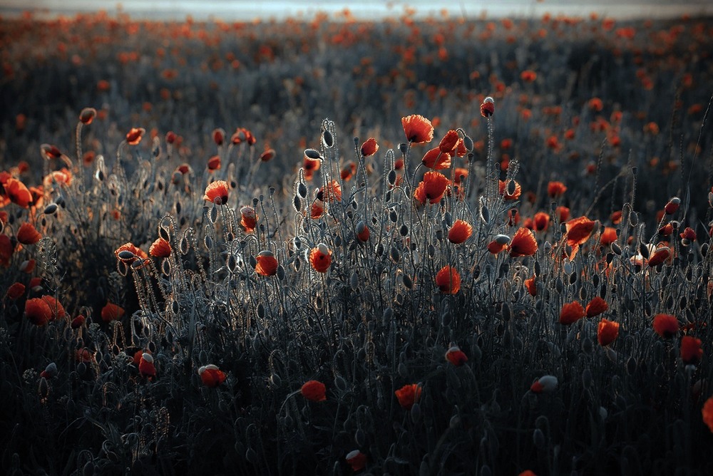 Фотографія Разное / Олександр Семен / photographers.ua