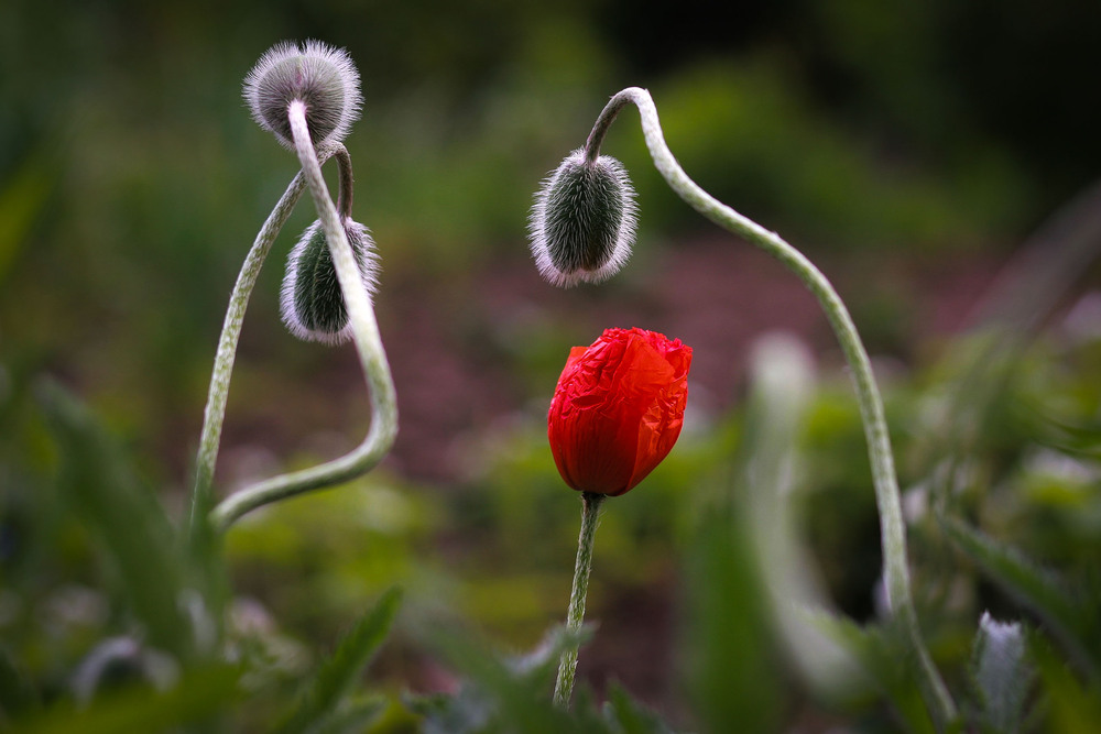 Фотографія Разное / Олександр Семен / photographers.ua