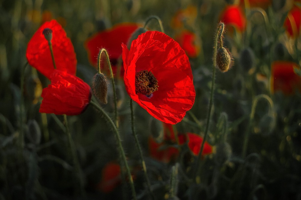 Фотографія Разное / Олександр Семен / photographers.ua