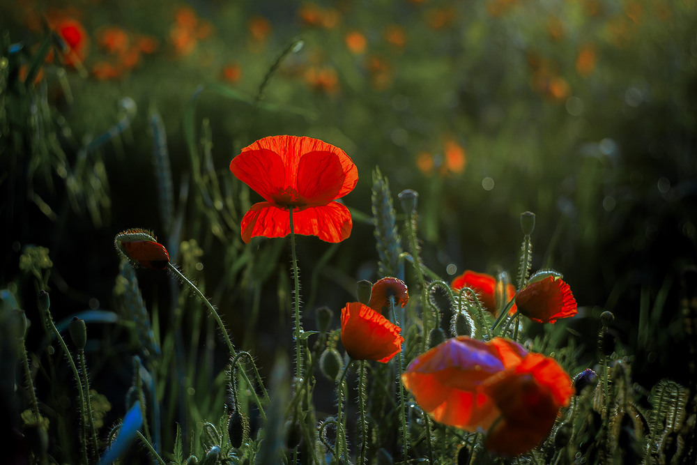 Фотографія Разное / Олександр Семен / photographers.ua