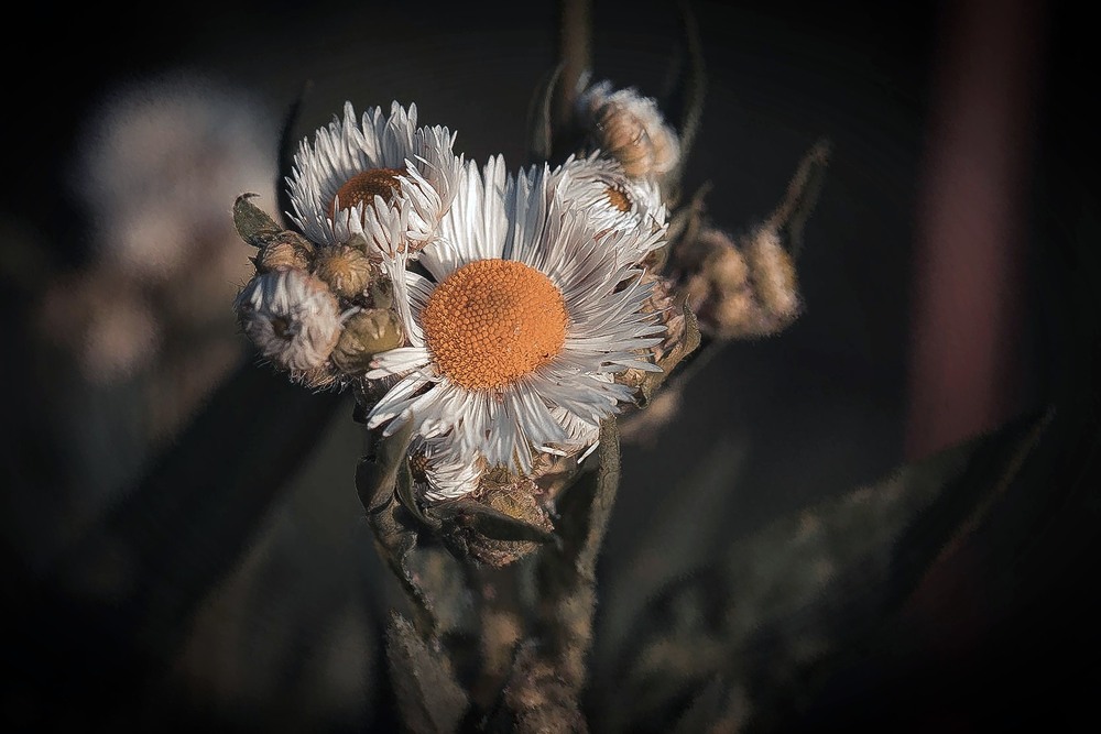 Фотографія Любить-не любить ? / Олександр Семен / photographers.ua