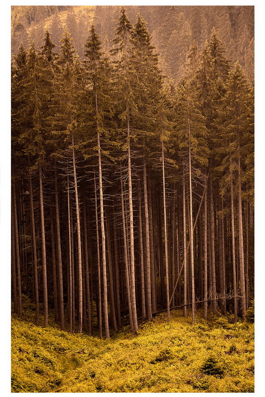 Фотографія Зачарований ліс... / Anatoliy Pohilyuk / photographers.ua