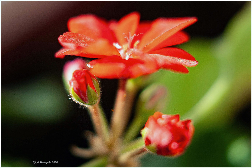 Фотографія **** / Anatoliy Pohilyuk / photographers.ua
