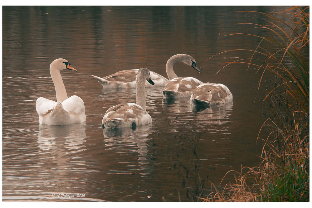 Фотографія **** / Anatoliy Pohilyuk / photographers.ua