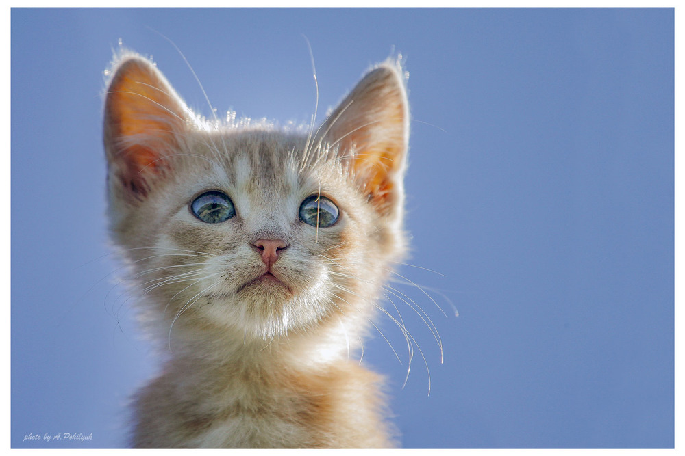 Фотографія **** / Anatoliy Pohilyuk / photographers.ua