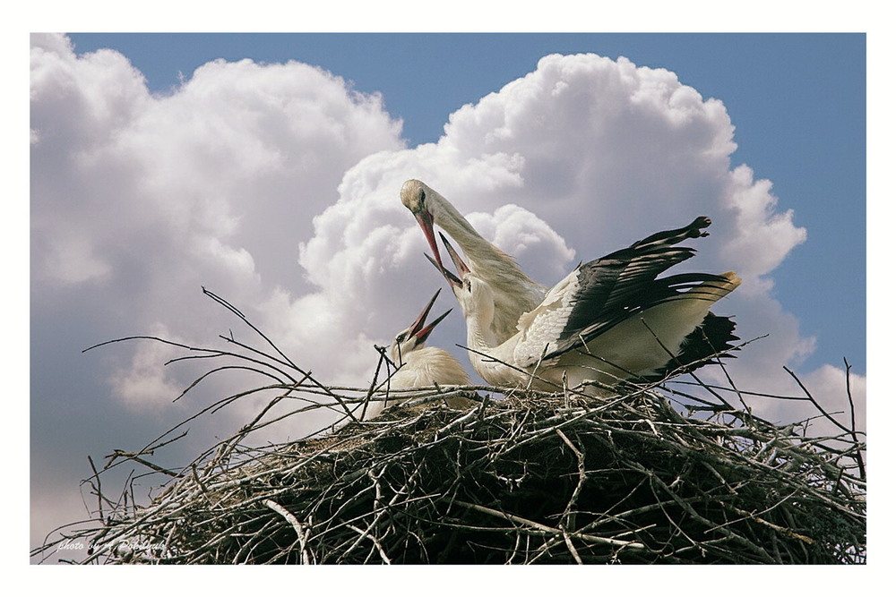 Фотографія **** / Anatoliy Pohilyuk / photographers.ua