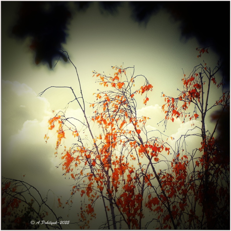 Фотографія **** / Anatoliy Pohilyuk / photographers.ua