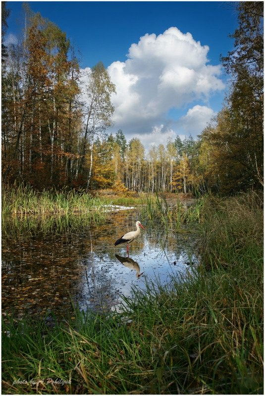 Фотографія **** / Anatoliy Pohilyuk / photographers.ua