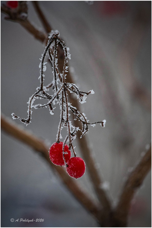 Фотографія **** / Anatoliy Pohilyuk / photographers.ua