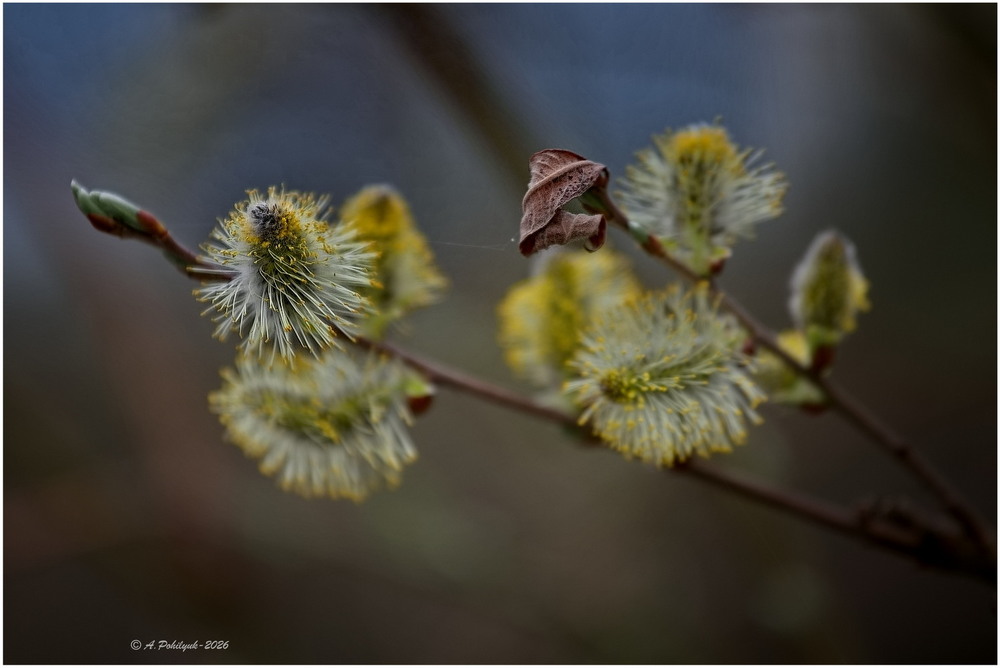 Фотографія **** / Anatoliy Pohilyuk / photographers.ua