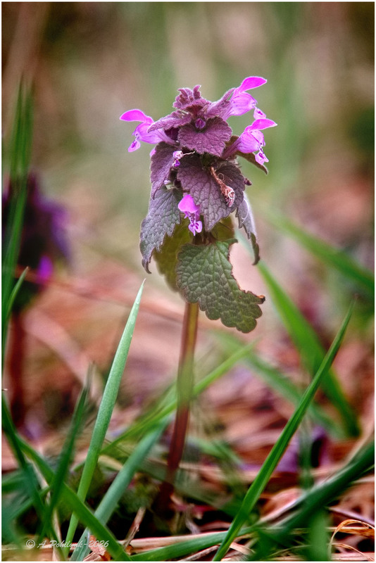 Фотографія Глуха кропива пурпурова... / Anatoliy Pohilyuk / photographers.ua