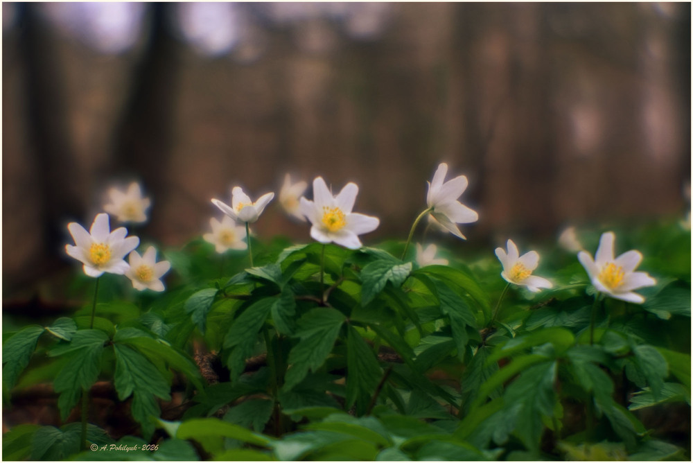 Фотографія **** / Anatoliy Pohilyuk / photographers.ua