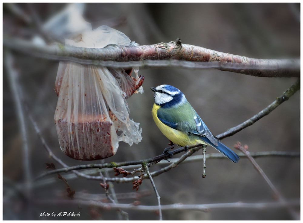 Фотографія **** / Anatoliy Pohilyuk / photographers.ua