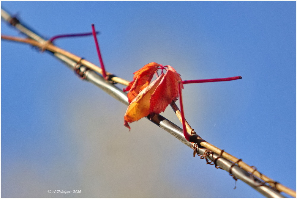 Фотографія **** / Anatoliy Pohilyuk / photographers.ua