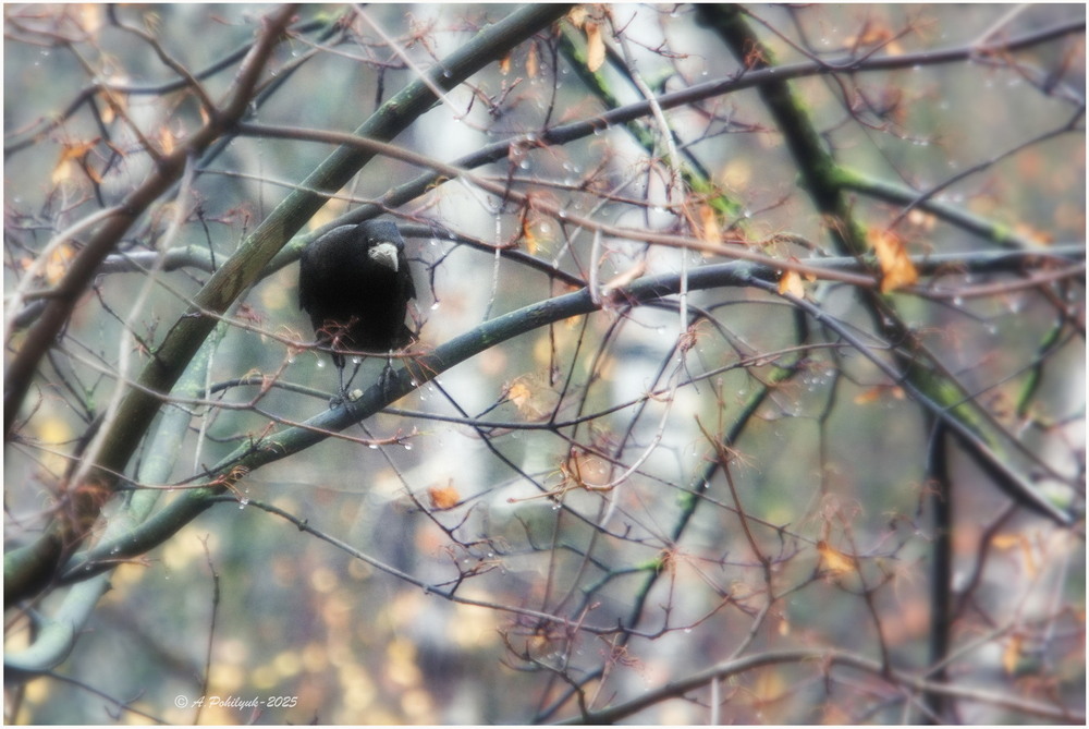 Фотографія **** / Anatoliy Pohilyuk / photographers.ua