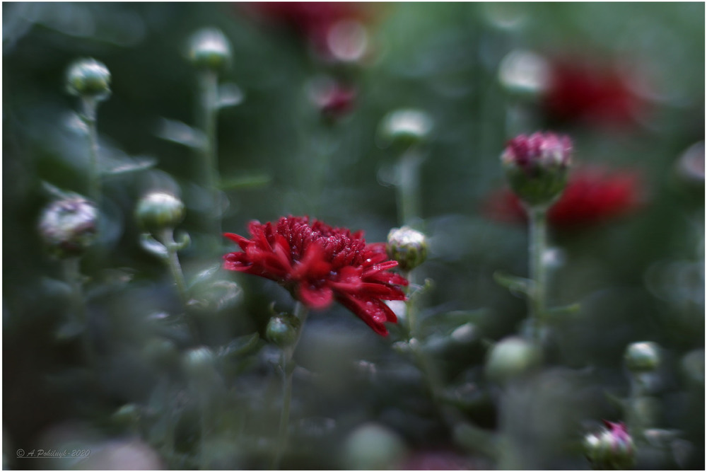 Фотографія Хризантема мого саду...3 год тому / Anatoliy Pohilyuk / photographers.ua
