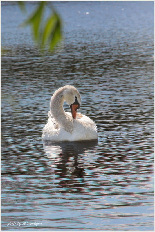 Фотографія **** / Anatoliy Pohilyuk / photographers.ua