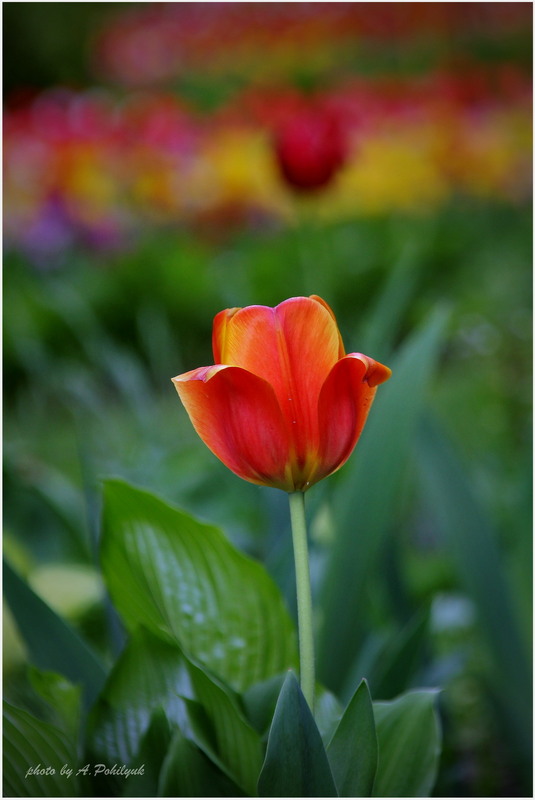 Фотографія **** / Anatoliy Pohilyuk / photographers.ua