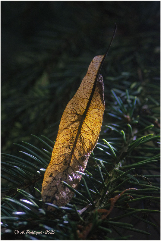 Фотографія **** / Anatoliy Pohilyuk / photographers.ua