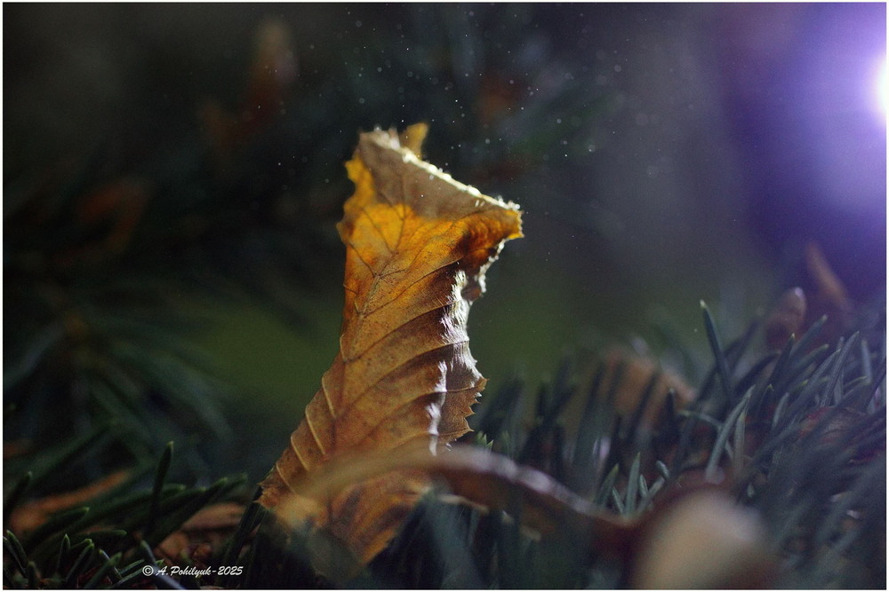 Фотографія **** / Anatoliy Pohilyuk / photographers.ua