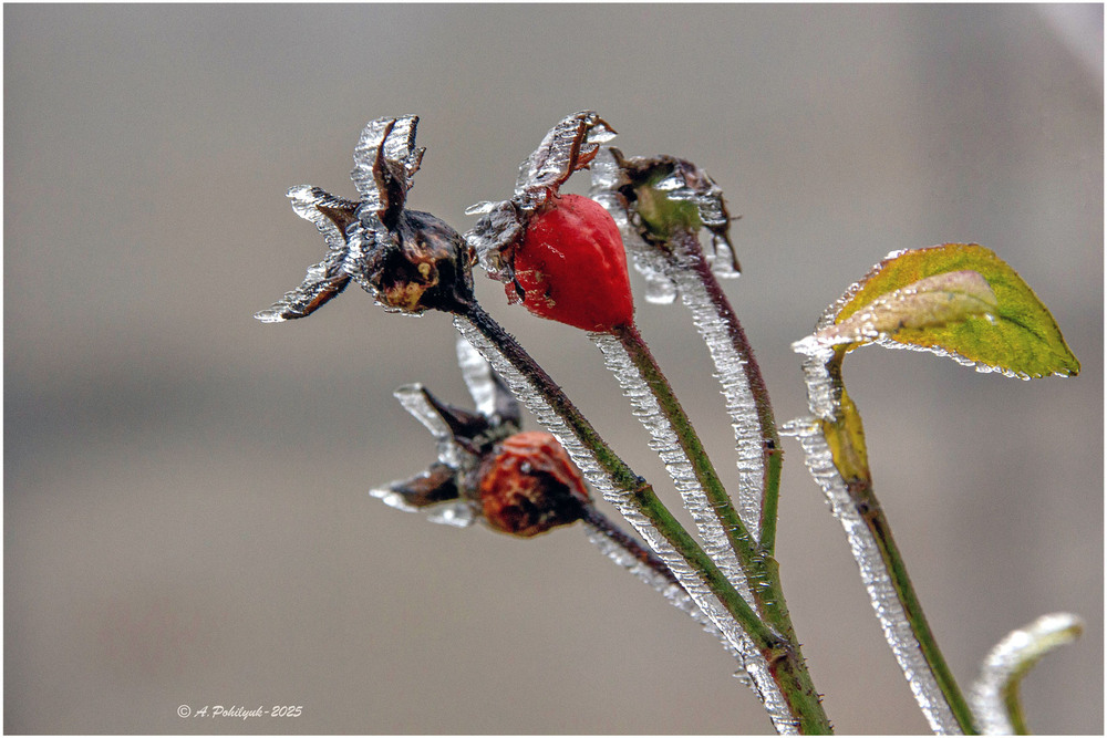 Фотографія **** / Anatoliy Pohilyuk / photographers.ua