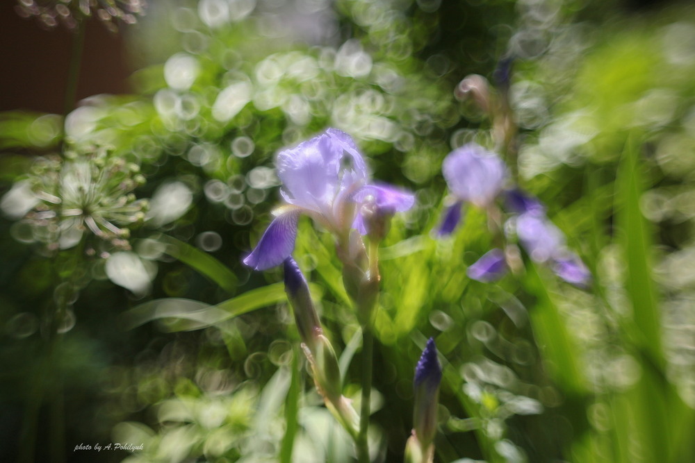 Фотографія **** / Anatoliy Pohilyuk / photographers.ua