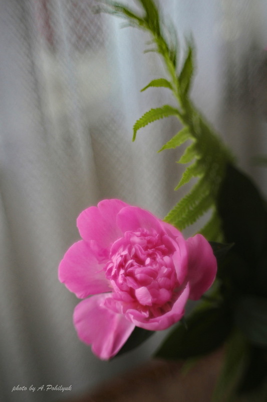 Фотографія **** / Anatoliy Pohilyuk / photographers.ua