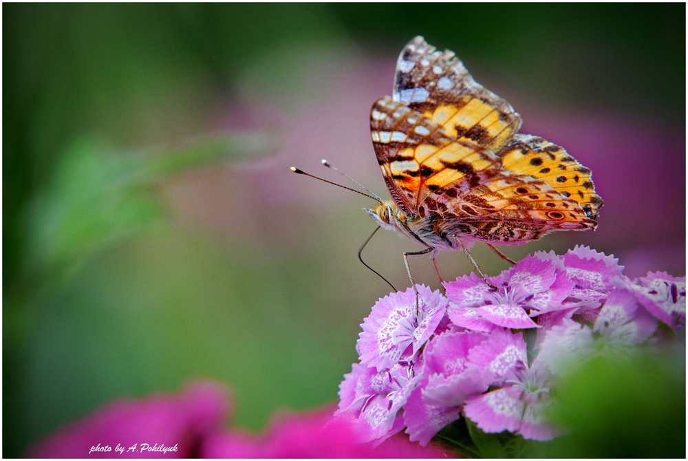 Фотографія **** / Anatoliy Pohilyuk / photographers.ua