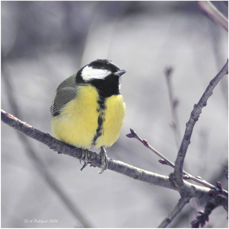 Фотографія **** / Anatoliy Pohilyuk / photographers.ua