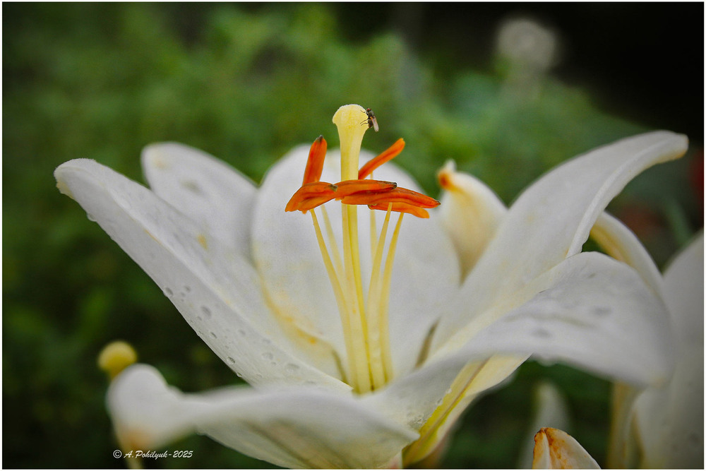 Фотографія **** / Anatoliy Pohilyuk / photographers.ua