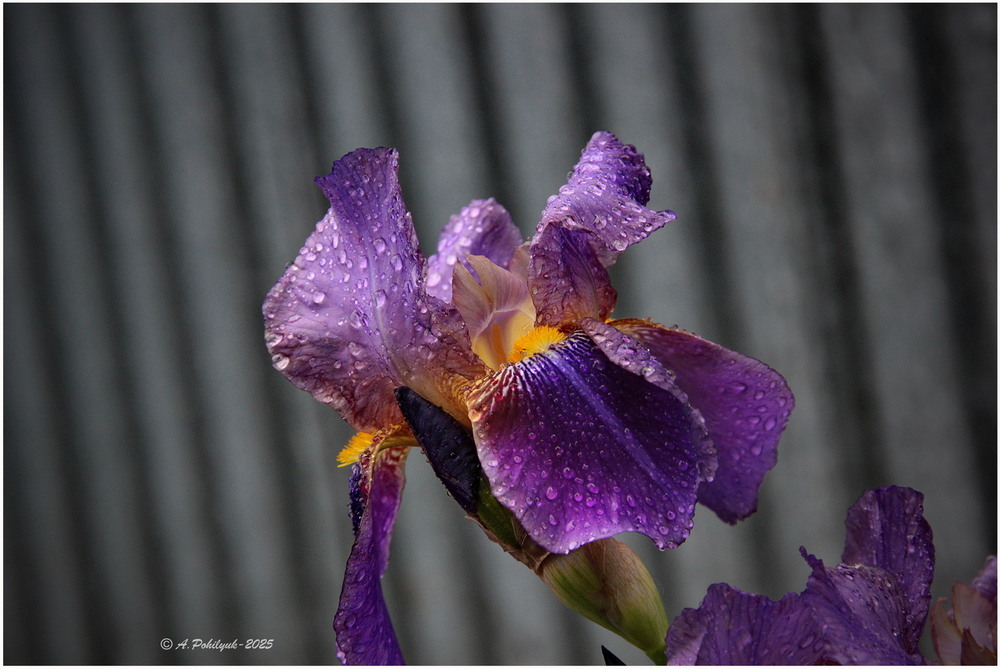 Фотографія **** / Anatoliy Pohilyuk / photographers.ua