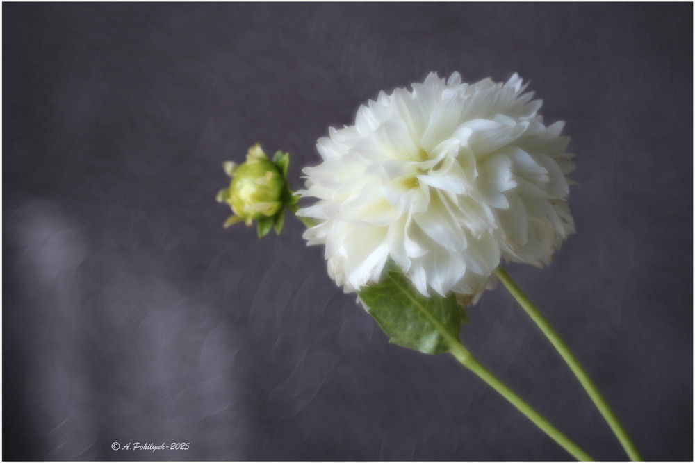 Фотографія **** / Anatoliy Pohilyuk / photographers.ua