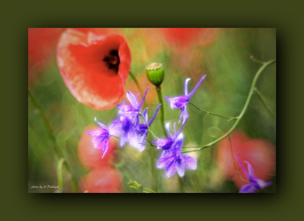 Фотографія Разное / Anatoliy Pohilyuk / photographers.ua