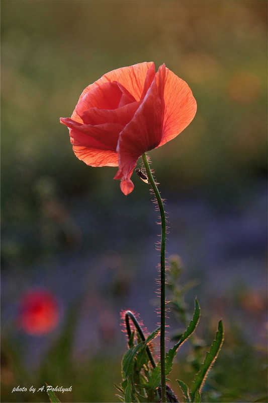 Фотографія **** / Anatoliy Pohilyuk / photographers.ua